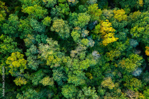 aerial top down view of a green forest