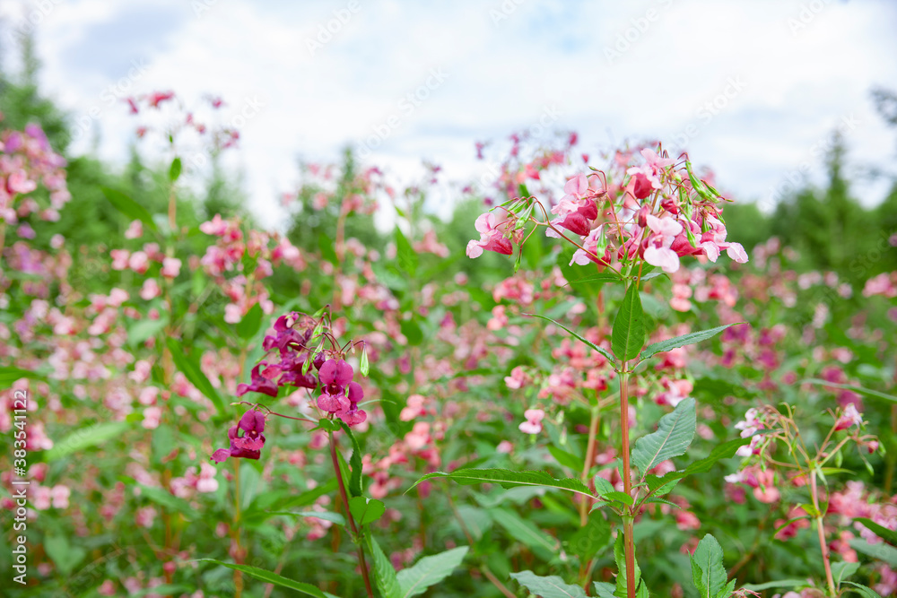 Drüsiges Springkraut  Impatiens glandulifera