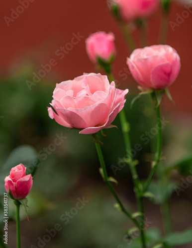 Pink flower growing and caressing look.