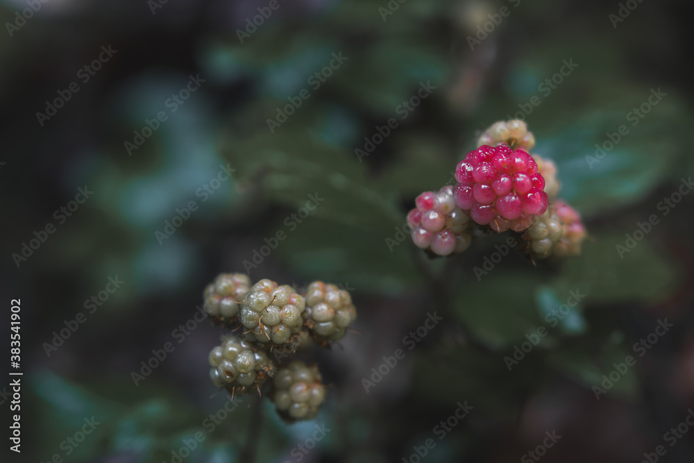 close up of red berries close up of red berries