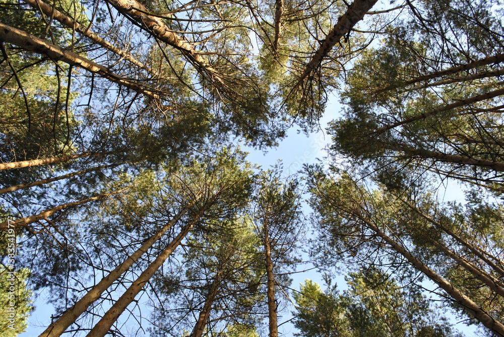 Fototapeta premium Лес