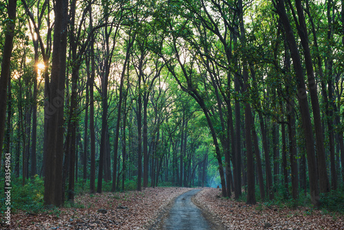 path in the woods 