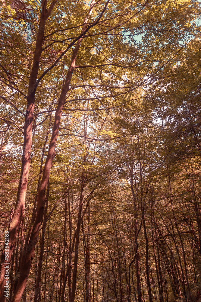 autumn in the forest