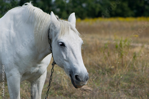 close-up portrait of a white horse