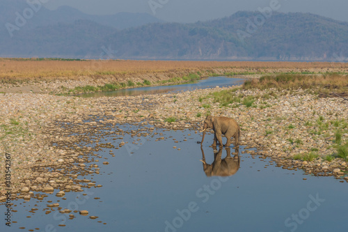 Elephant reflection in the water