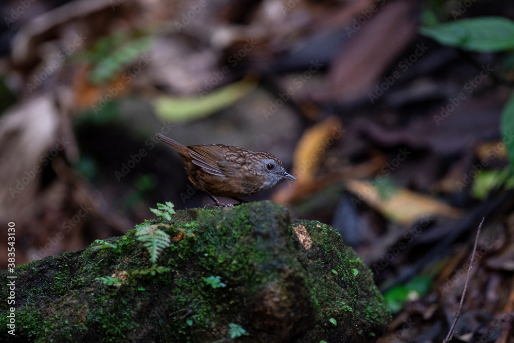 Streaked Wren Babbler Streaked Wren Babbler