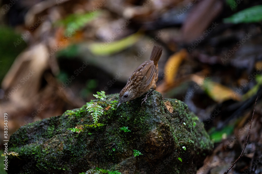 Streaked Wren Babbler