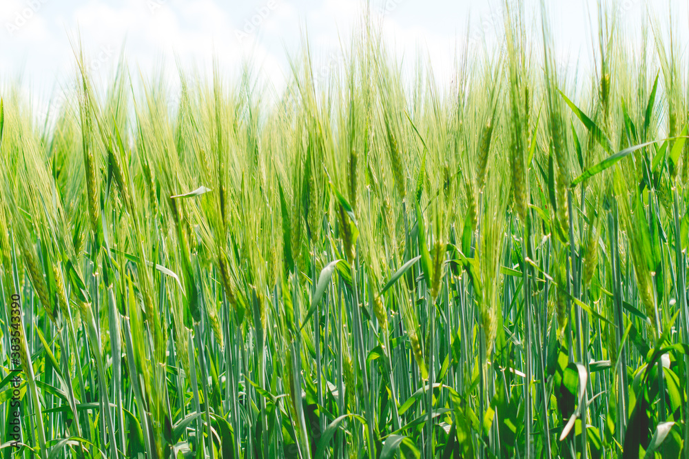 Obraz premium Green spikelets of barley grow in a field on a Sunny day, texture. 