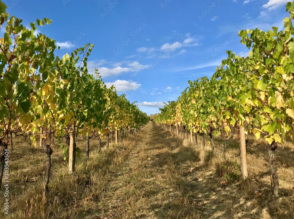 Vineyard. Blue sky with clouds background