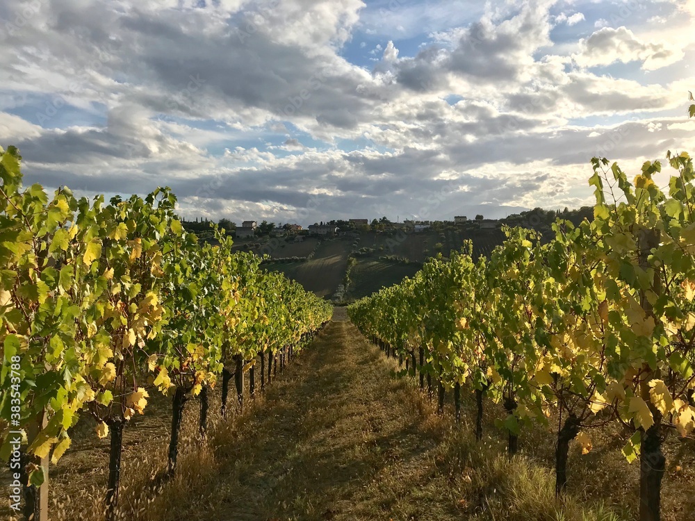 Vineyard. Blue sky with clouds background