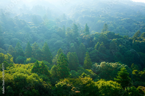 世界遺産奈良春日山原生林 © Paylessimages