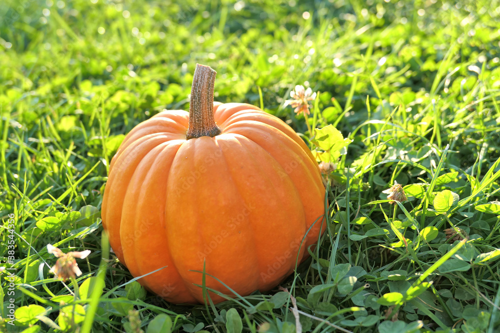 Autumn pumpkin on the grass Autumn pumpkin on the grass