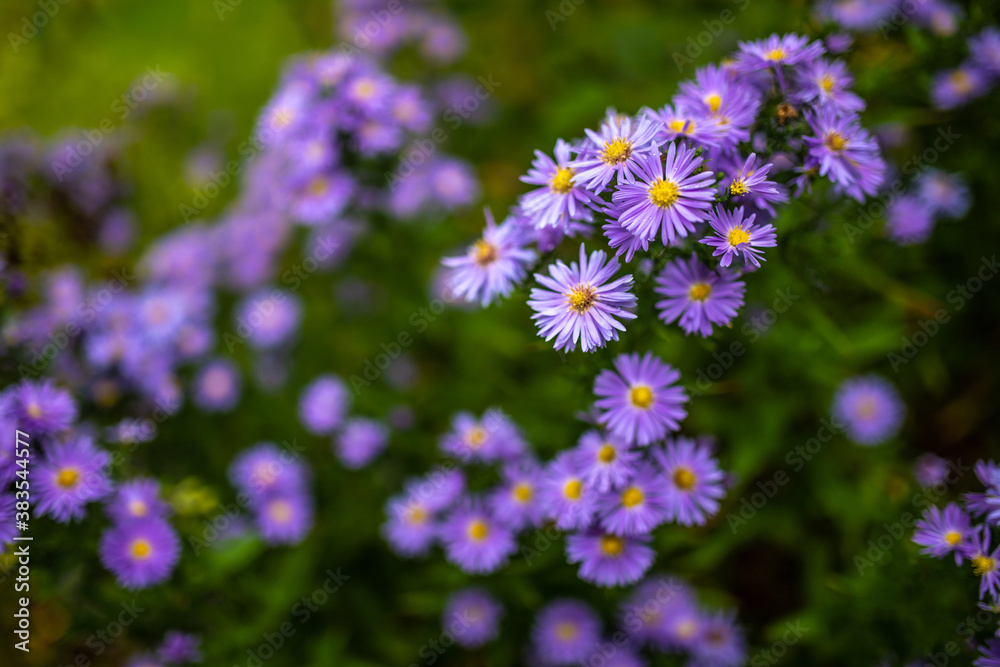 Blühende Blumen mit lila Blüten für Karten Ansischtskaten, Glückwunschkarten Blühende Blumen mit lila Blüten für Karten Ansischtskaten, Glückwunschkarten