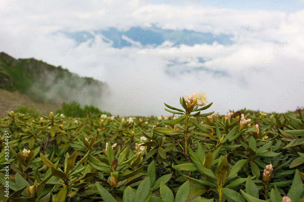 Obraz premium Rhododendrons. Caucasian mountains of Krasnaya Polyana Sochi.