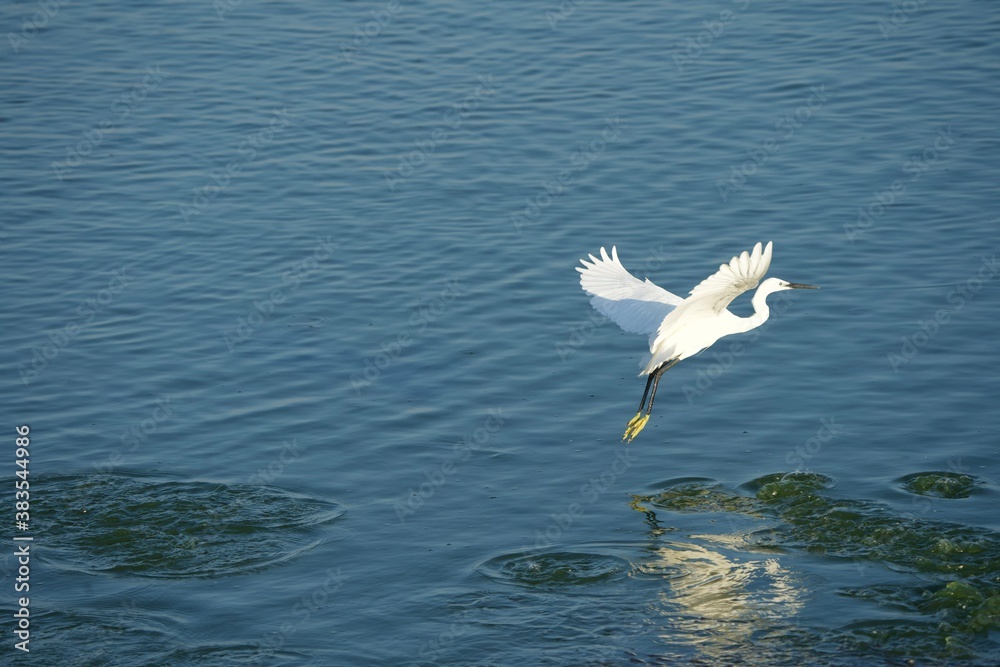 white coloured bird egret flying over a water body white coloured bird egret flying over a water body