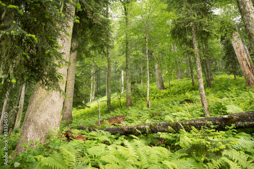 Green forest in the mountains. Russia,Krasnaya Polyana.