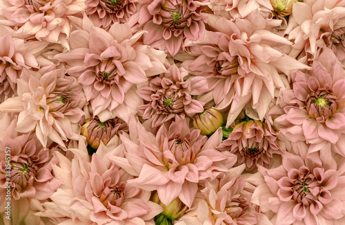 Beautiful dahlia flowers.Floral background.
