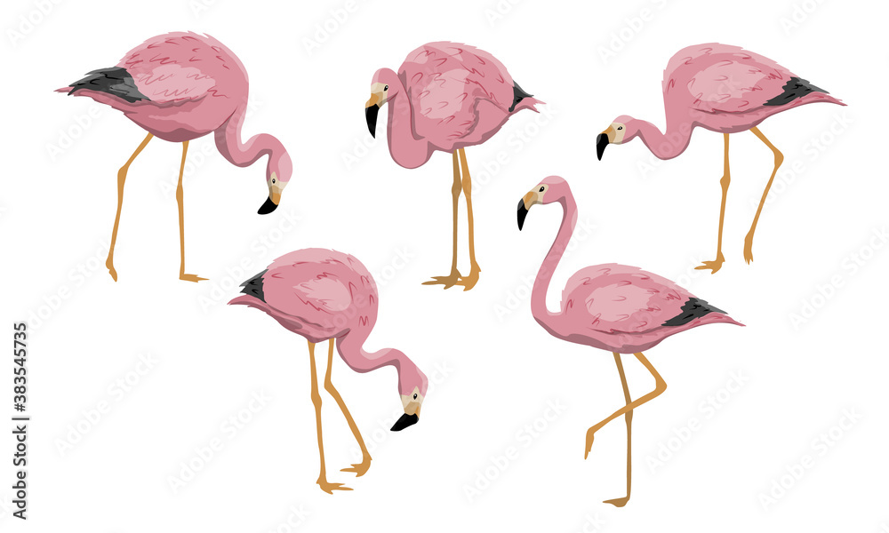 Obraz premium Set of pink flamingos birds in different poses. Male and female Anser caerulescens. Birds of Africa and South America. Realistic vector image
