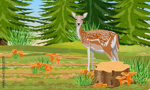 European fallow deer in the autumn fir forest. Chanterelle stump and mushrooms. Mammal animal of Europe and America. Noble deer. Realistic vector landscape.