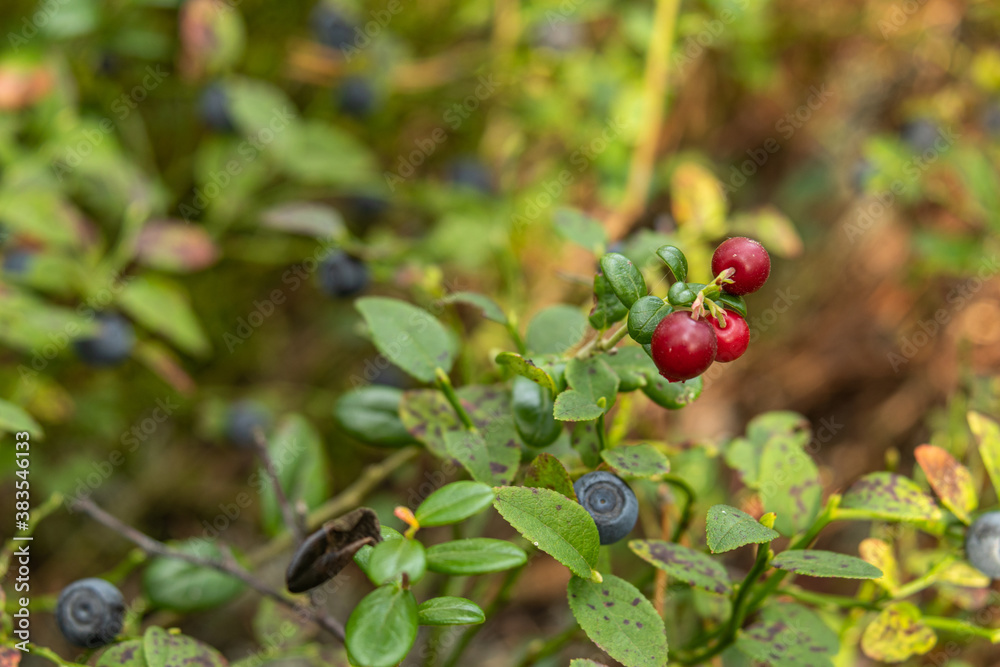 healthy, natural,organic red cranberries and blueberries with a Bush in the forest in summer and autumn
