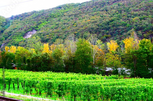 Weinberge im Moseltal bei Lehmen 10/2020 photo