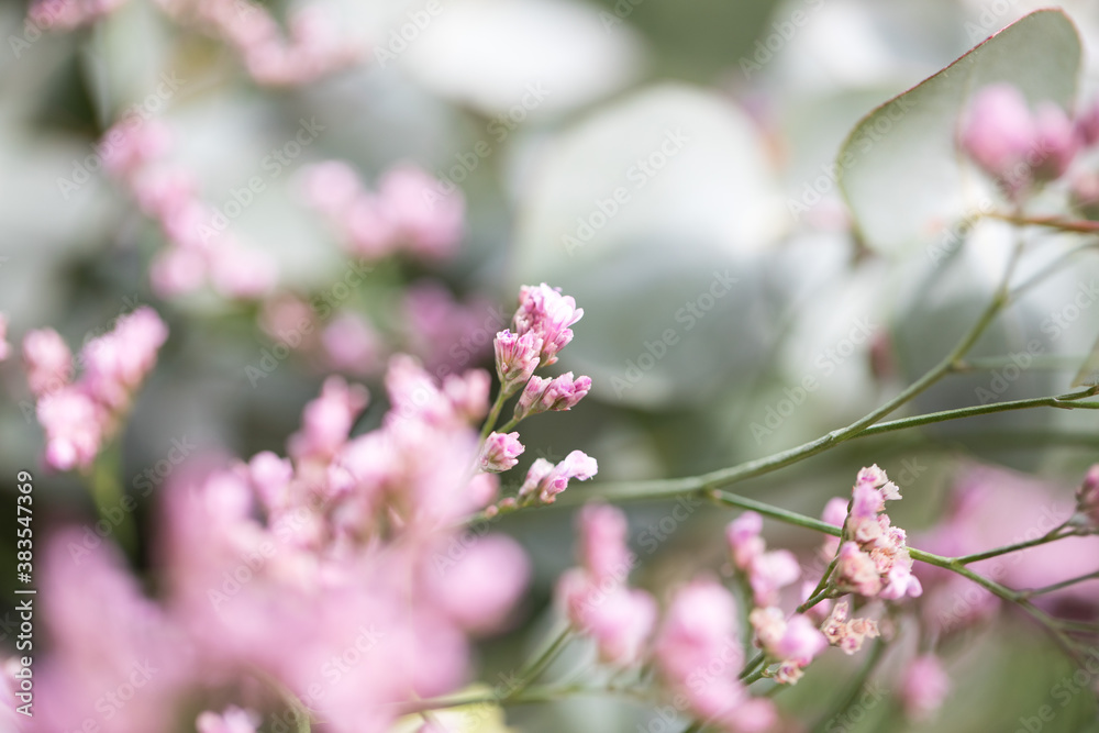 bouquet cherry blossom flowers pink natives spring summer petals leaves blur close up bouquet cherry blossom flowers pink natives spring summer petals leaves blur close up