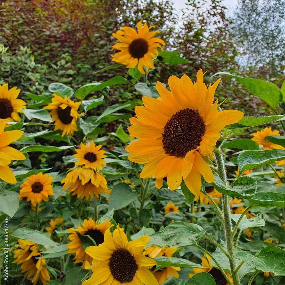 Obraz premium Several sunflower flowers among green leaves
