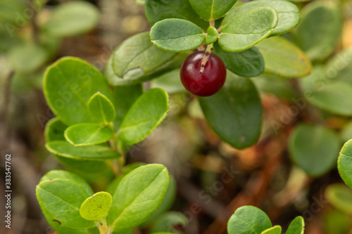 Wallpaper Mural healthy, natural,organic red cranberries with a Bush in the forest in summer and autumn Torontodigital.ca