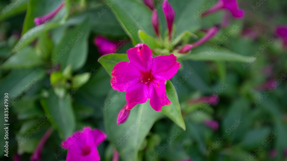 purple flowers of Mirabilis Jalapa, known as 'The beauty of the night'
