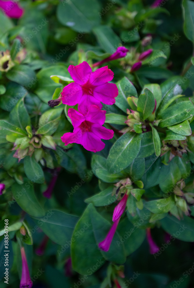 purple flowers of Mirabilis Jalapa, known as 'The beauty of the night'
purple flowers of Mirabilis Jalapa, known as 'The beauty of the night'