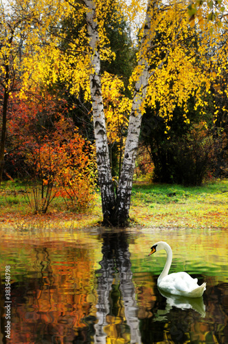 beautiful white swan on water and trees in autumn forest