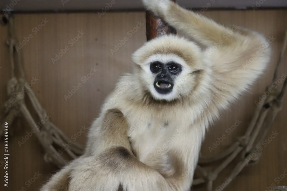 Obraz premium Gibbon
