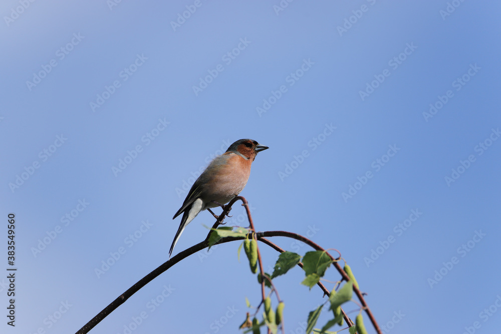 A common chaffinch Fringilla coelebs