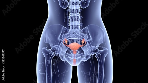 emale reproductive system anatomy and physiology.3D