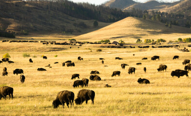 Fototapete Büffel Amerikanischer Bison im herbstlichen Custer Park  © Jesse Kunerth