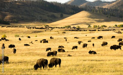 American Buffalo in Custer State Park in the Fall.