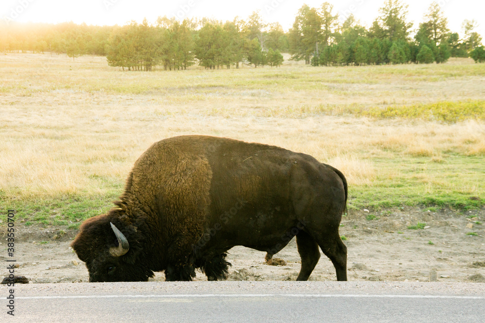 Bison on the Side of the Road in Custer State Park