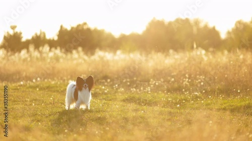 Portrait of happy and crazy papillon dog running fast on the path in the field. Cute and beautiful dog breed continental toy spaniel having fun outdoors in fall