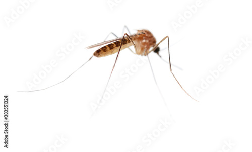Mosquito isolated on a white background.