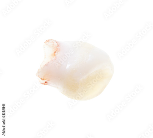 Milk tooth isolated on white background.