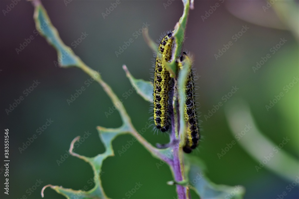 Cabbage caterpillars on a green eaten cabbage leaf against a blurry background