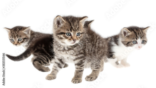 Four little kittens isolated on a white