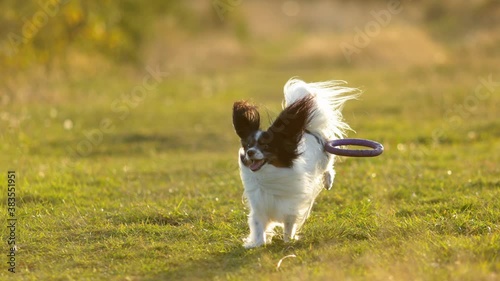 Portrait of happy and crazy papillon dog running fast on the path in the field. Cute and beautiful dog breed continental toy spaniel having fun outdoors in fall