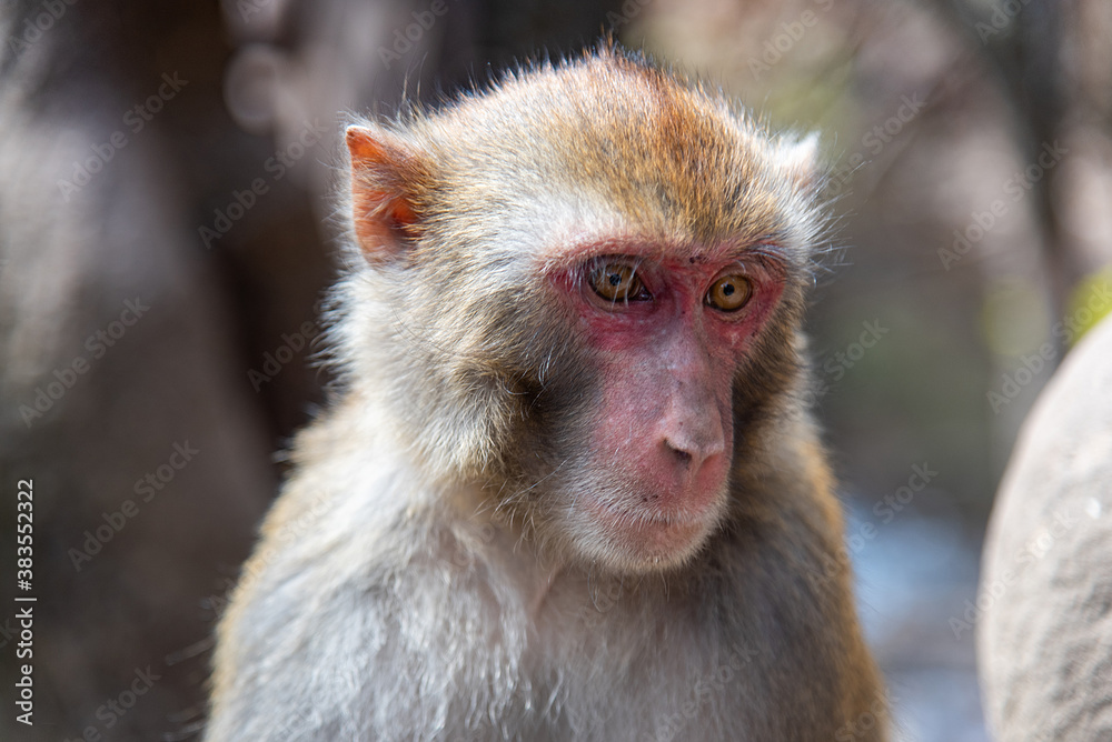 February 2019. Baoxiang temple is also called Shibao temple, which is located in the precipitous cliff of Foding mountain in Dali. Place populated by hungry little monkeys February 2019. Baoxiang temple is also called Shibao temple, which is located in the precipitous cliff of Foding mountain in Dali. Place populated by hungry little monkeys