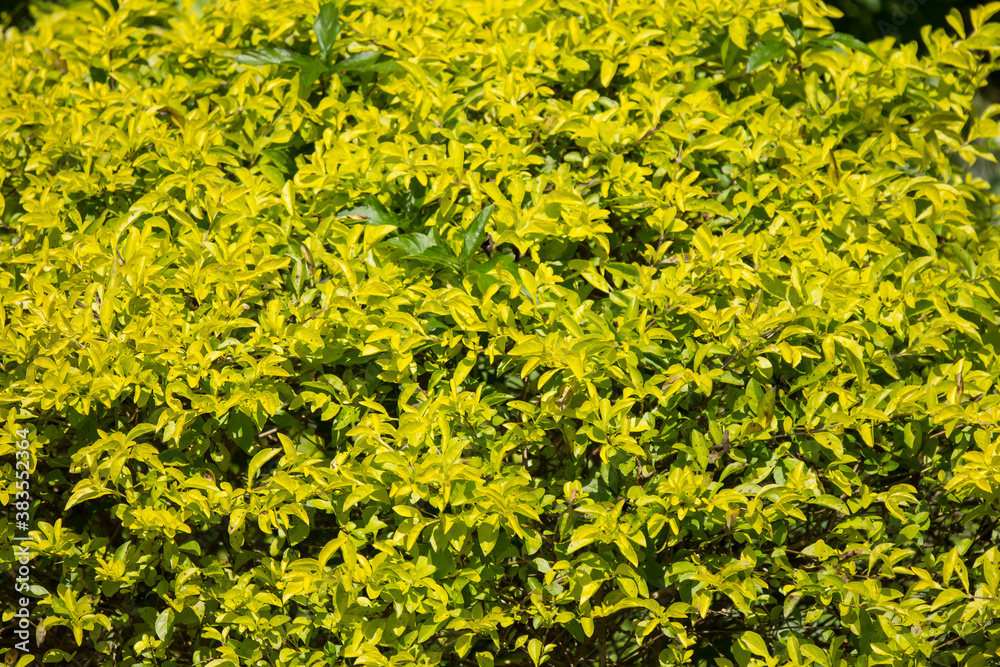 Fototapeta premium Green leaf of Duranta repens tree