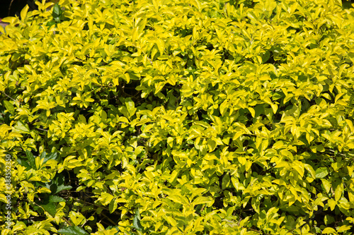  Green leaf of Duranta repens tree