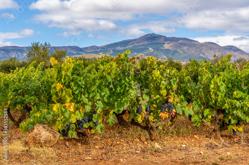 Ripened grapes on the vines in the autumn vineyards ready to be harvested, in La Rioja, Spain.