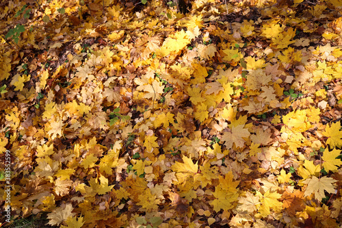 Autumn textured background - fallen yellow maple leaves. Indian summer.