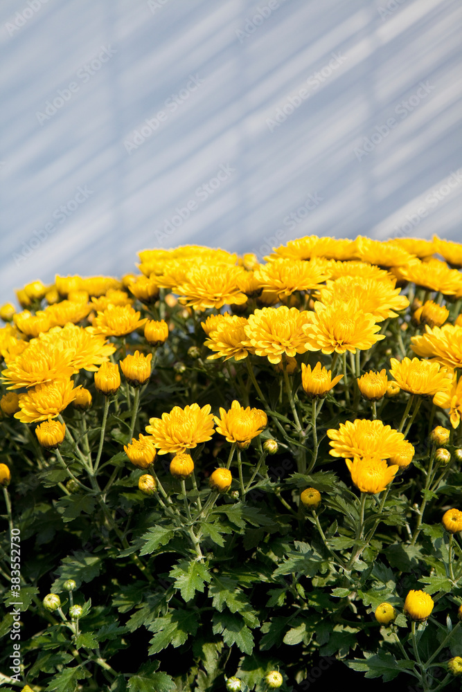 Fototapeta premium 屋内の菊