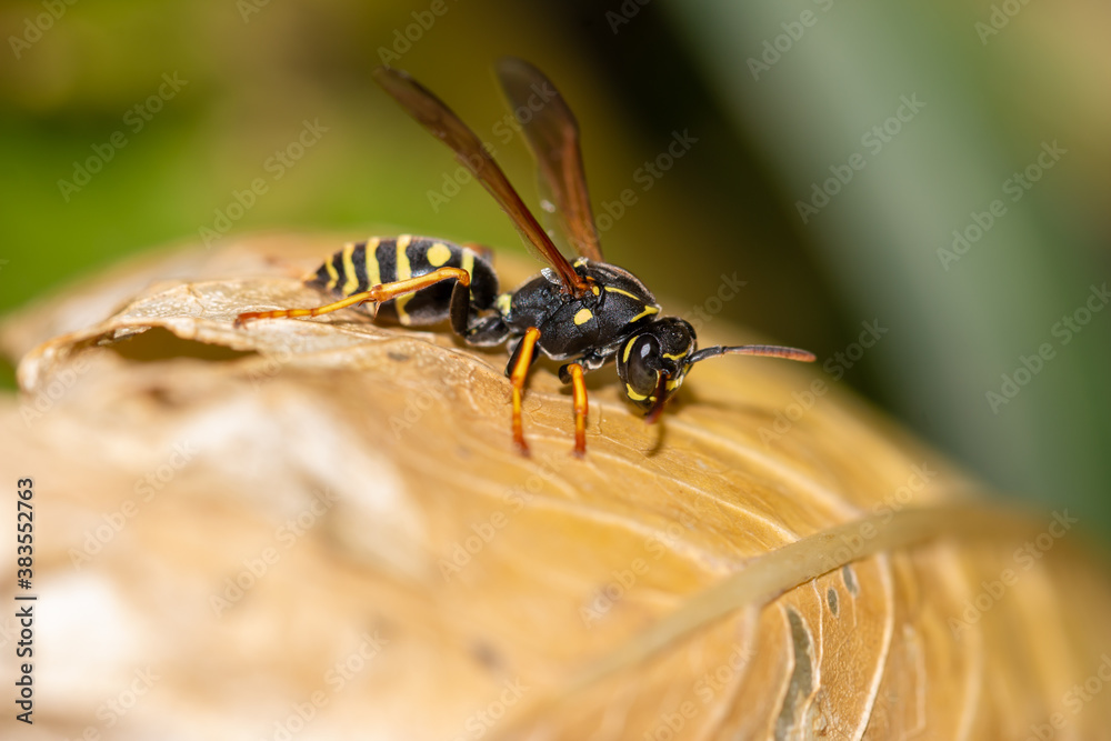 Fototapeta premium Close-up of a wasp on a yellow leaf